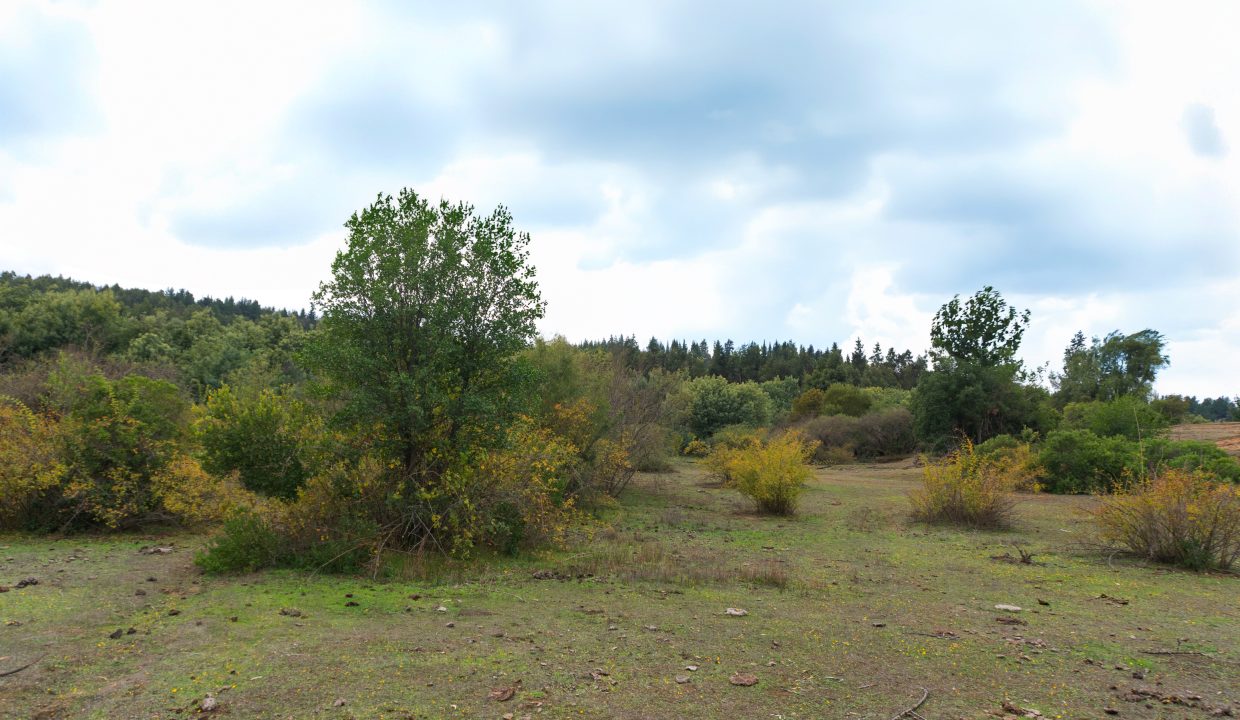 Campo