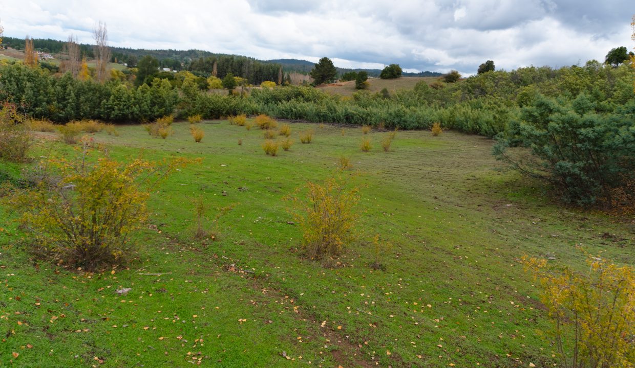 campo-2